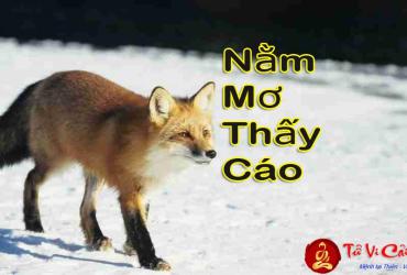 Nằm Mơ Thấy CÁO Có Ý Nghĩa Gì? Giải Mã Chiêm Bao Thấy con CÁO