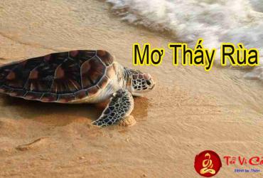 Giải Mã Giấc Mơ Thấy Rùa Là Điềm Báo Gì?