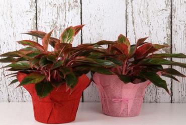 Ý Nghĩa Cây Huyết Dụ Trong Phong Thuỷ Là Gì?