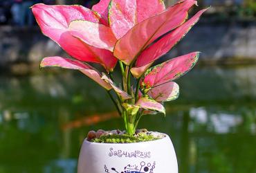 Ý Nghĩa Cây Vạn Lộc Trong Phong Thuỷ