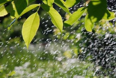 Các Loại Cơ Hành, Người Có Căn Số Nên Biết