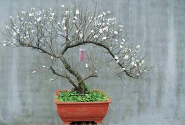 Ý nghĩa cây nhất chi mai trong phong thủy?