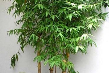 Nên trồng cây gì trước cửa nhà để hút tài lộc, kích vận may