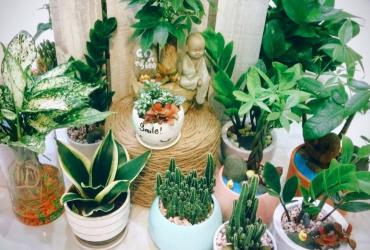 Bán hàng nên trưng bày cây gì để đắt hàng