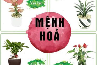 Mệnh Hỏa trưng bày cây gì để giàu có thịnh vượng