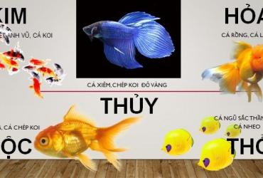 Mệnh Hỏa nên nuôi cá gì để hợp với phong thủy