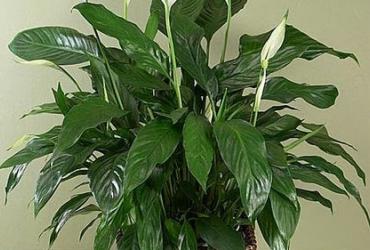 5 Cây Phong Thủy Giúp Tăng Tuổi Thọ, Vạn Sự Cát Tường