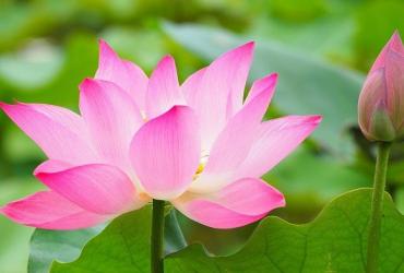 Ý Nghĩa Tuyệt Vời Của Hoa Sen - Biểu Tượng Tâm Linh Trên Toàn Thế Giới