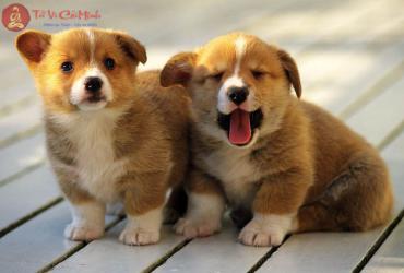 Xem Ngày Bắt Chó Về Nuôi: Bí Quyết Chọn Ngày Tốt Để Mang Lại May Mắn