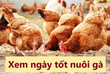 Khám Phá Ngày Tốt Nhất Để Nuôi Gà – Bí Quyết Thành Công Cho Người Chăn Nuôi!
