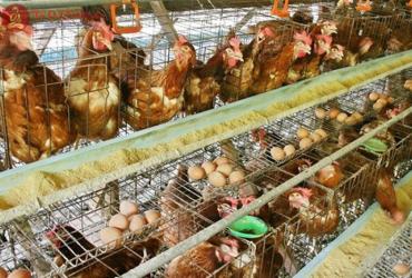 Khám Phá Bí Quyết Xem Ngày Tốt Làm Chuồng Gà Để Gà Khỏe, Đẻ Nhiều