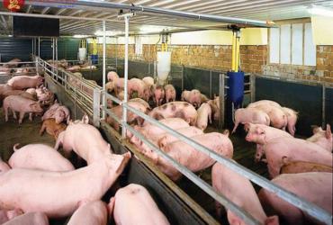 Khám Phá Ngày Tốt Làm Chuồng Gia Súc Để Mang Lại Thành Công