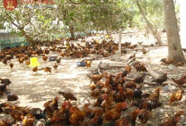 Bí quyết xem ngày tốt thả gà vào chuồng để mang lại may mắn, tài lộc