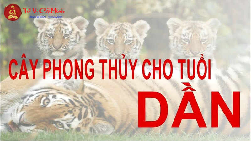 Khám Phá Bí Mật Cây Phong Thủy Hút Tài Lộc Cho Người Tuổi Dần