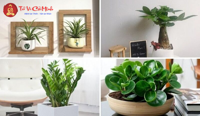 Khám Phá Bí Mật Cây Phong Thủy Hút Tài Lộc Cho Người Tuổi Dần