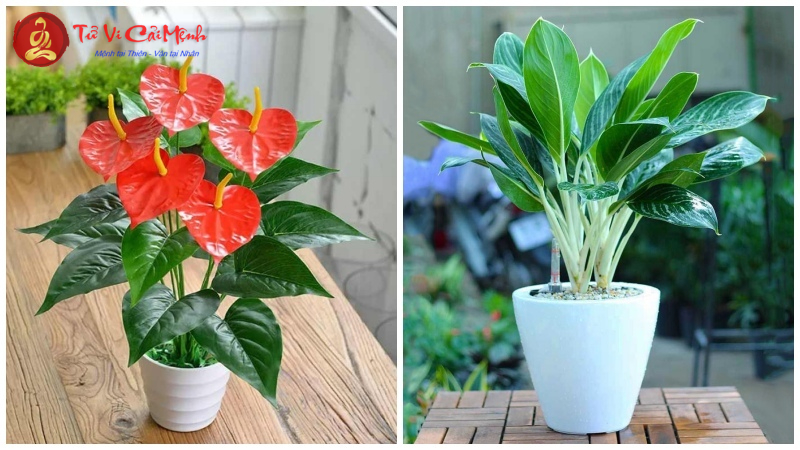 Bí Quyết Chọn Cây Phong Thủy Cho Người Tuổi Dậu Để Thu Hút Tài Lộc Và Vượng Khí
