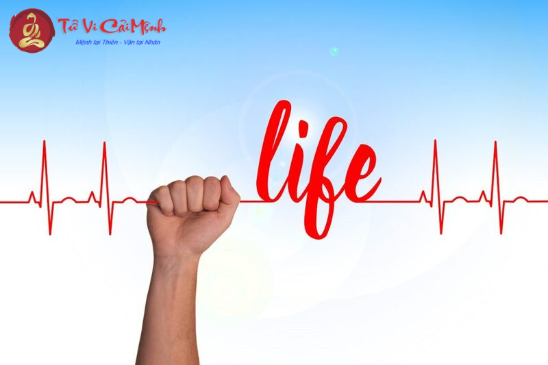 Bí Quyết Chọn Cây Phong Thủy Cho Người Tuổi Dậu Để Thu Hút Tài Lộc Và Vượng Khí