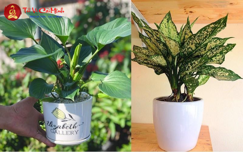 Bí Mật Chọn Cây Phong Thủy Cho Người Tuổi Hợi: Thu Hút Tài Lộc Và May Mắn