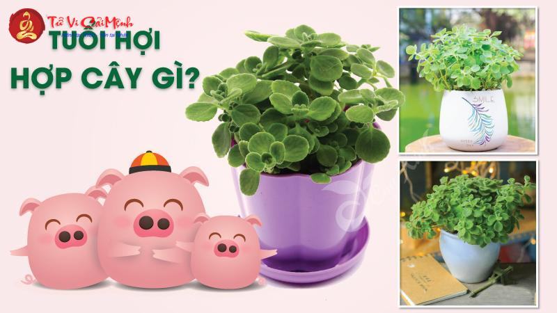 Bí Mật Chọn Cây Phong Thủy Cho Người Tuổi Hợi: Thu Hút Tài Lộc Và May Mắn