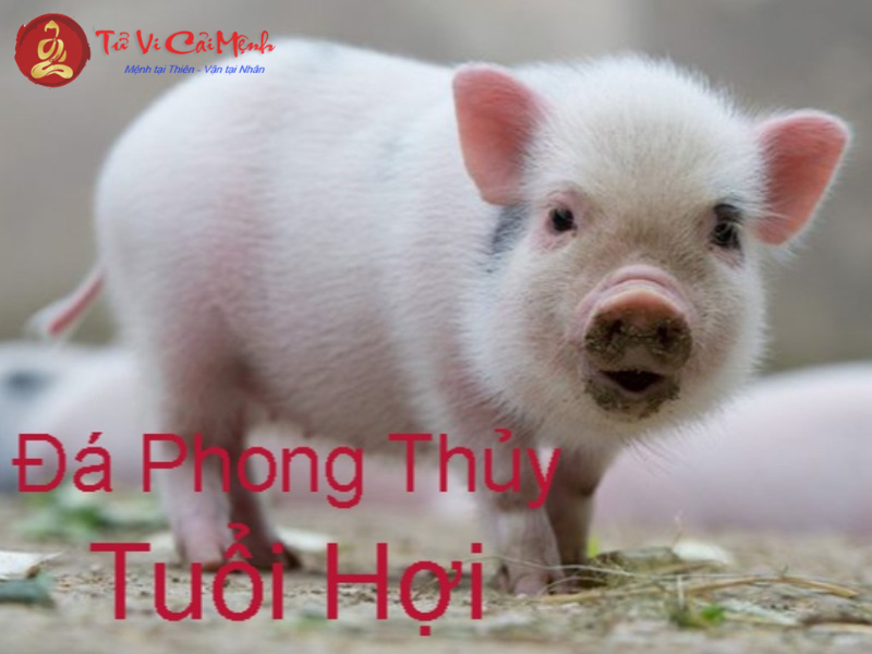 Bí Quyết Chọn Đá Phong Thủy Cho Người Tuổi Hợi: Kích Hoạt Tài Lộc Và Vận May