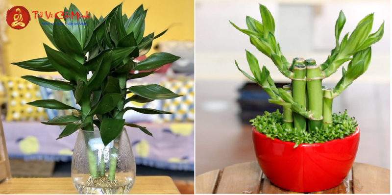 Khám Phá Bí Mật Cây Phong Thuỷ Đem Lại Tài Lộc Cho Người Tuổi Mão