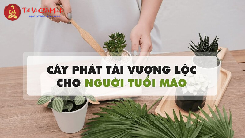 Khám Phá Bí Mật Cây Phong Thuỷ Đem Lại Tài Lộc Cho Người Tuổi Mão