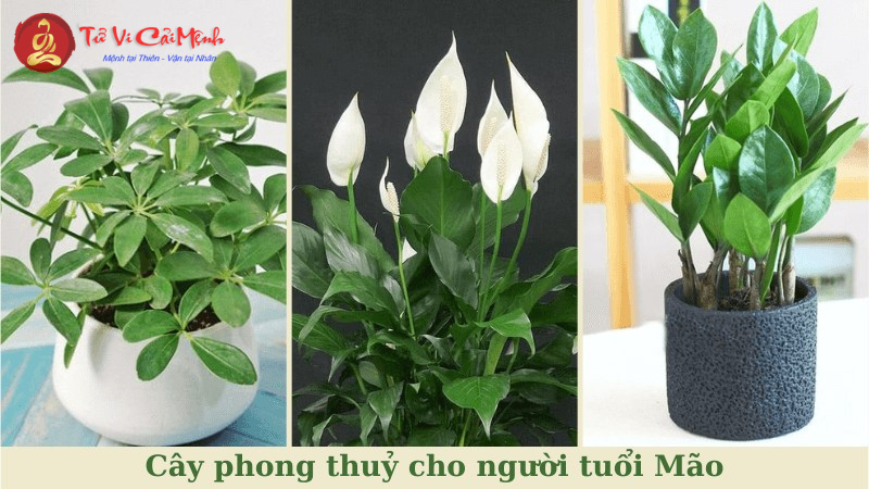 Khám Phá Bí Mật Cây Phong Thuỷ Đem Lại Tài Lộc Cho Người Tuổi Mão