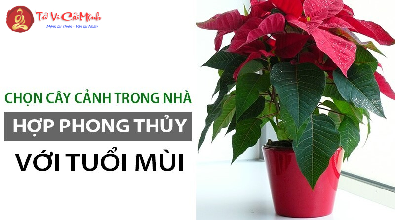 Khám Phá Cây Phong Thủy Cho Người Tuổi Mùi: Bí Quyết Thu Hút Tài Lộc