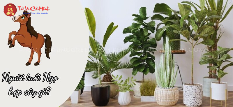 Khám Phá Bí Mật Cây Phong Thủy Giúp Người Tuổi Ngọ Thu Hút Tài Lộc Và May Mắn