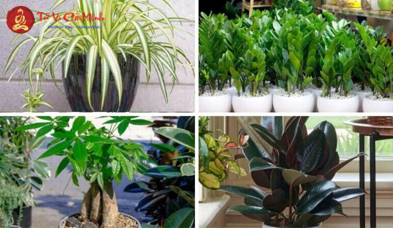 Khám Phá Bí Mật Cây Phong Thủy Giúp Người Tuổi Ngọ Thu Hút Tài Lộc Và May Mắn
