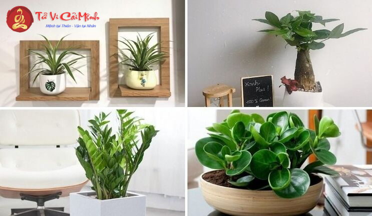 Khám Phá Những Cây Phong Thuỷ Hút Tài Lộc Cho Người Tuổi Sửu