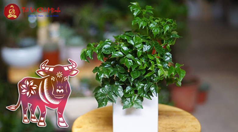 Khám Phá Những Cây Phong Thuỷ Hút Tài Lộc Cho Người Tuổi Sửu