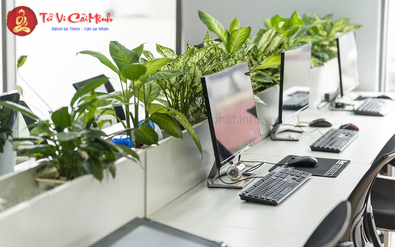 Khám Phá Những Cây Phong Thuỷ Hút Tài Lộc Cho Người Tuổi Sửu