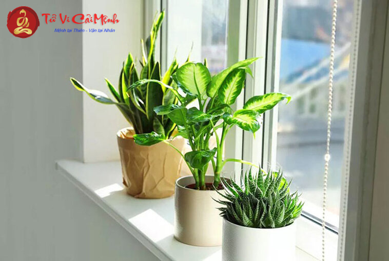 Khám Phá Cây Phong Thủy Mang Lại Tài Lộc Cho Người Tuổi Thân