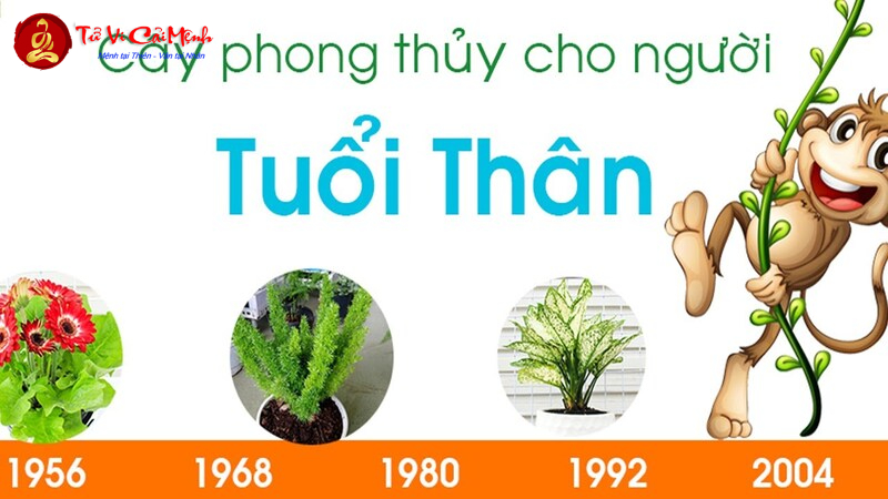 Khám Phá Cây Phong Thủy Mang Lại Tài Lộc Cho Người Tuổi Thân