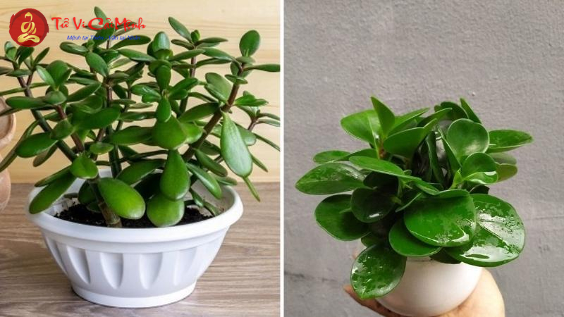 Bí Quyết Chọn Cây Phong Thuỷ Thu Hút Tài Lộc Cho Người Tuổi Thìn
