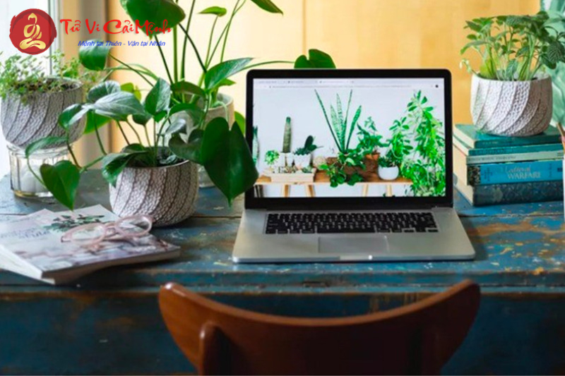 Bí Quyết Chọn Cây Phong Thủy Hút Tài Lộc Cho Người Tuổi Tỵ