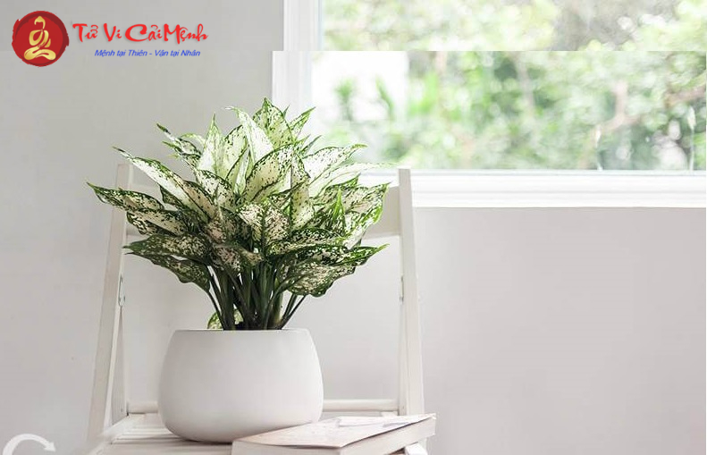 Bí Quyết Chọn Cây Phong Thủy Hút Tài Lộc Cho Người Tuổi Tỵ