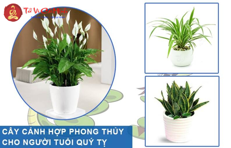 Bí Quyết Chọn Cây Phong Thủy Hút Tài Lộc Cho Người Tuổi Tỵ