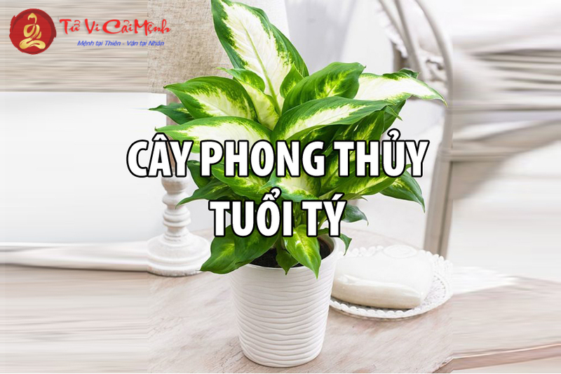 Người Tuổi Tý Phải Biết: Cách Chọn Cây Phong Thủy Thu Hút Tài Lộc Và May Mắn