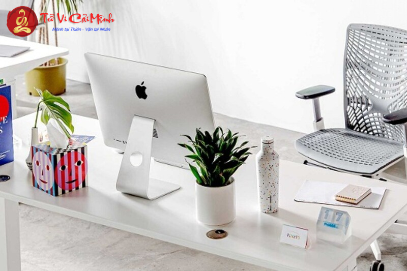 Người Tuổi Tý Phải Biết: Cách Chọn Cây Phong Thủy Thu Hút Tài Lộc Và May Mắn
