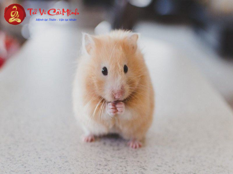 Tranh Phong Thủy Cho Người Tuổi Tý: Bí Quyết Hút Tài Lộc Và Tạo Không Gian Cân Bằng