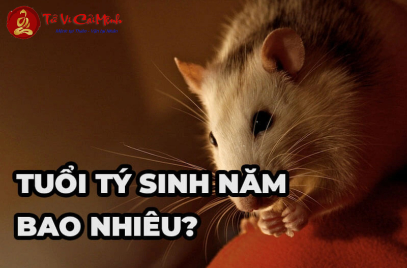 Vật Phẩm Phong Thủy Cho Người Tuổi Tý: Bí Quyết Thu Hút Tài Lộc Và Cân Bằng Năng Lượng