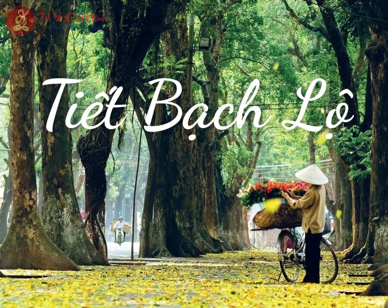 Bạch Lộ Là Gì? Ý Nghĩa Tiết Bạch Lộ