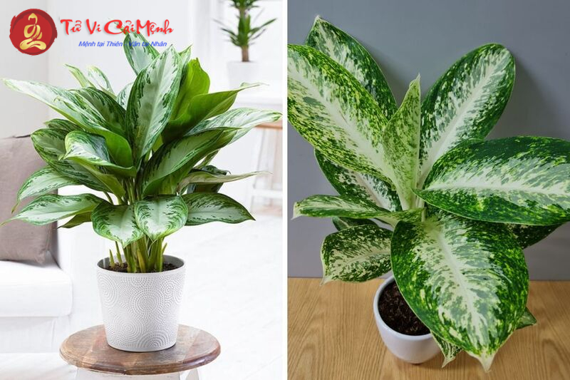 Khám Phá Cây Cảnh Phong Thủy Hợp Với Người Mệnh Hỏa