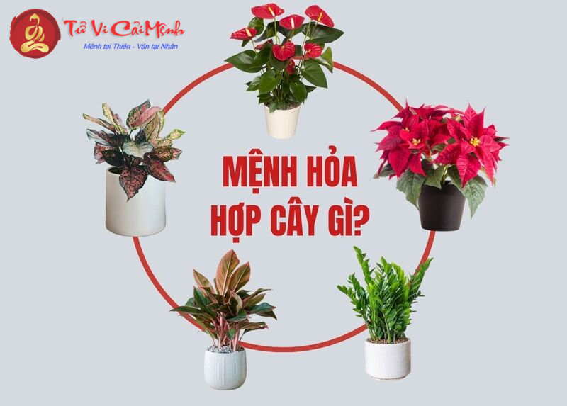Khám Phá Cây Cảnh Phong Thủy Hợp Với Người Mệnh Hỏa