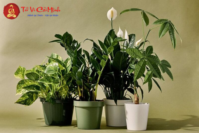 Khám Phá Cây Cảnh Phong Thủy Hợp Với Người Mệnh Hỏa