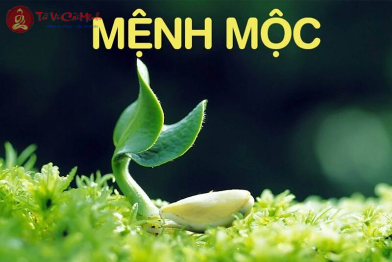 Khám Phá Màu Sắc Hợp Mệnh Mộc: Bí Quyết Thu Hút Tài Lộc và Bình An