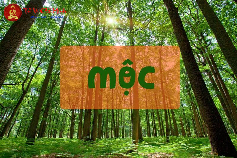 Mệnh Mộc Nên Mua Xe Màu Gì Để Hợp Phong Thủy Và Tăng Tài Lộc?