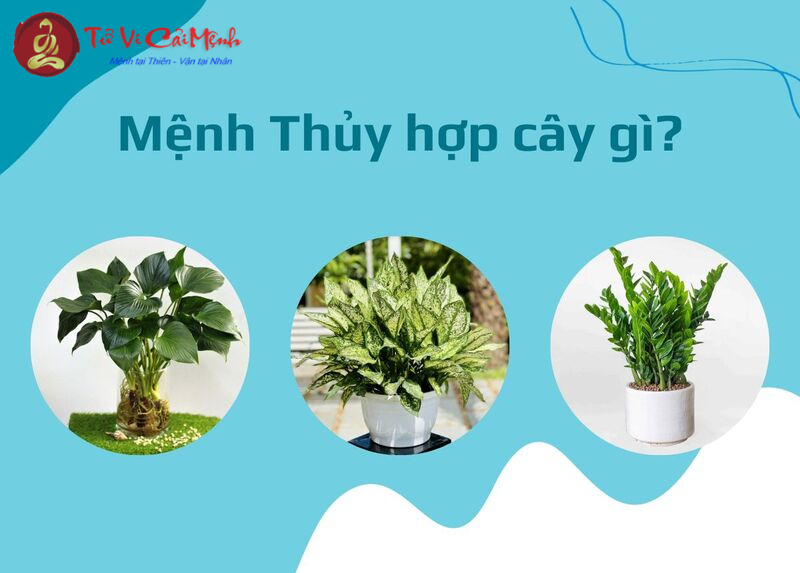 Mệnh Thủy Hợp Với Loại Cây Cảnh Nào? Bí Quyết Chọn Cây Phong Thủy Kích Tài Lộc